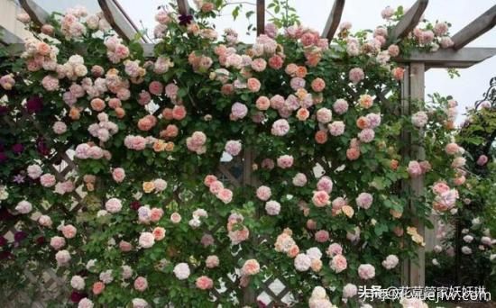 藤本月季的優(yōu)缺點是什么？有哪些？(圖5)