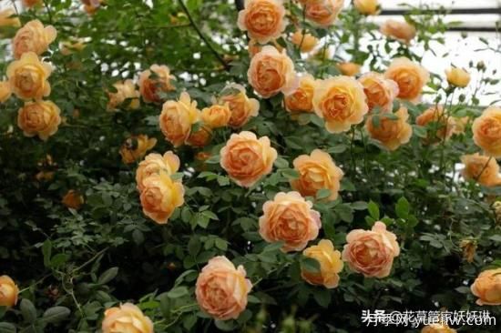 藤本月季的優(yōu)缺點是什么？有哪些？(圖10)