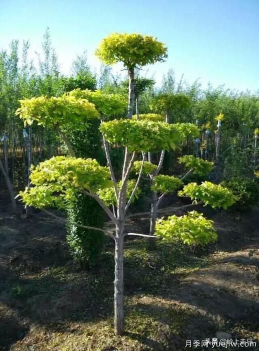 春季繁殖花卉苗木有哪幾種方法，如何來做你知道嗎？(圖10)