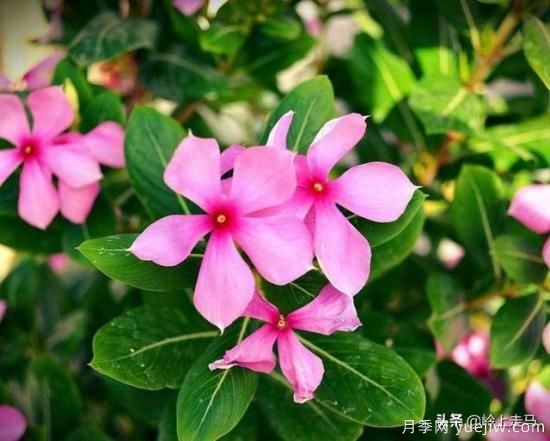 春季繁殖花卉苗木有哪幾種方法，如何來做你知道嗎？(圖11)