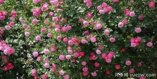月季大藤本和小藤本都有哪些品種？栽種方式有沒有區(qū)別？(圖6)