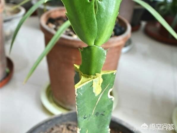 春季繁殖花卉苗木有哪幾種方法，如何來做你知道嗎？(圖4)