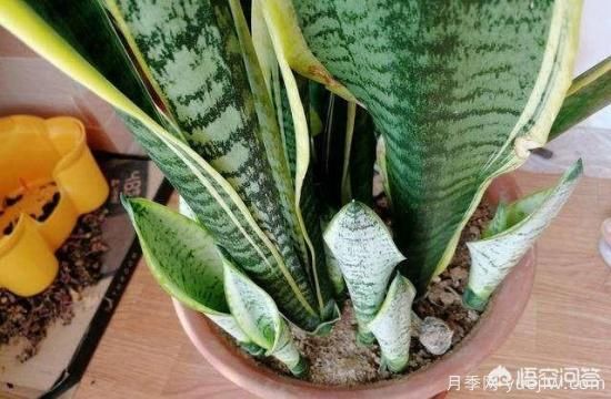 春季繁殖花卉苗木有哪幾種方法，如何來做你知道嗎？(圖5)