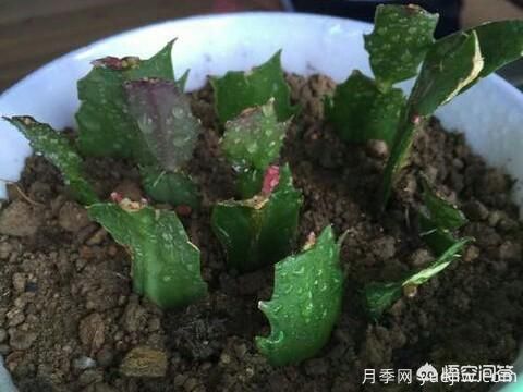 春季繁殖花卉苗木有哪幾種方法，如何來做你知道嗎？(圖7)