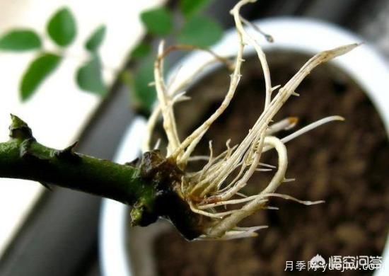 春季繁殖花卉苗木有哪幾種方法，如何來做你知道嗎？(圖6)