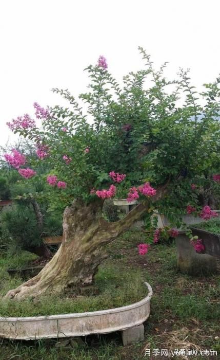 春季繁殖花卉苗木有哪幾種方法，如何來做你知道嗎？(圖9)