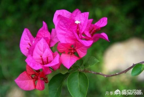 春季繁殖花卉苗木有哪幾種方法，如何來做你知道嗎？(圖1)