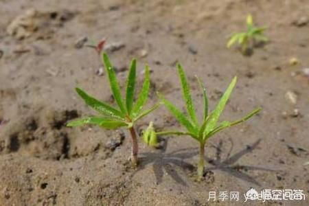 春季繁殖花卉苗木有哪幾種方法，如何來做你知道嗎？(圖2)