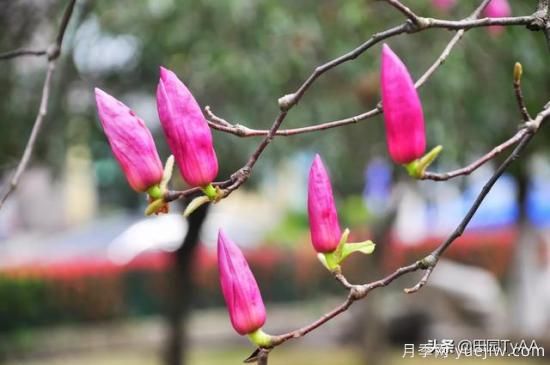 紅玉蘭與白玉蘭如何區(qū)分？(圖2)