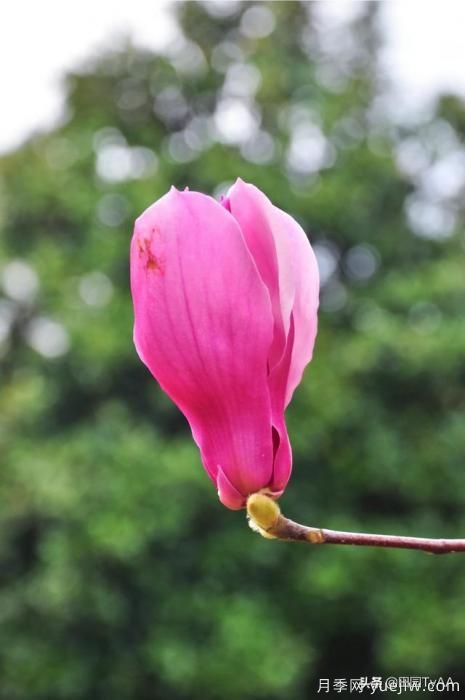 紅玉蘭與白玉蘭如何區(qū)分？(圖3)