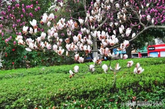 紅玉蘭與白玉蘭如何區(qū)分？(圖4)