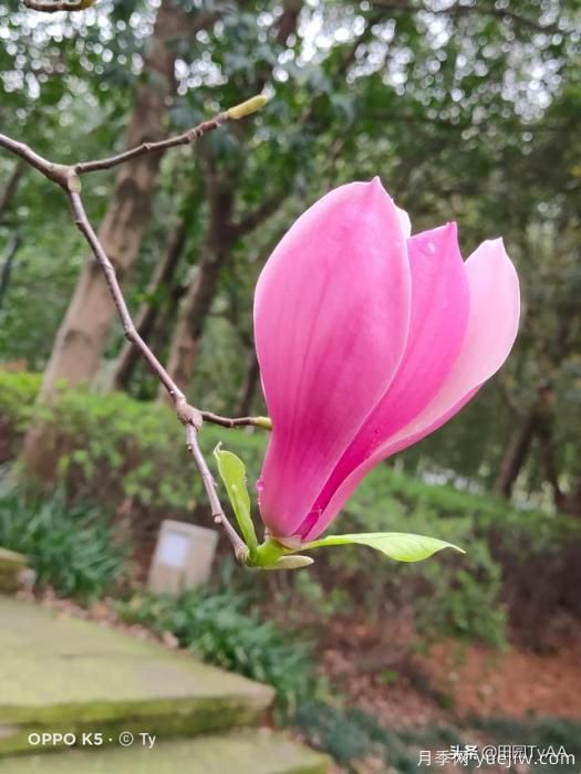 紅玉蘭與白玉蘭如何區(qū)分？(圖1)