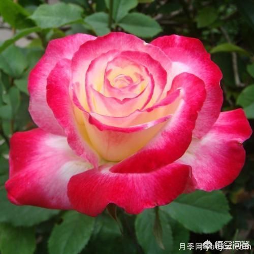 ***香的幾款月季品種是什么？ 什么品種的月季花(圖2)