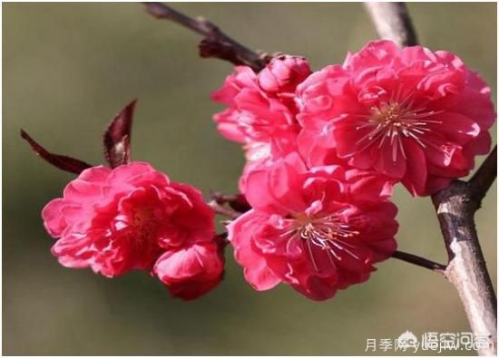 園林適合種植紅葉碧桃嗎？(圖4)