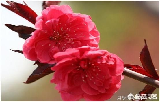 園林適合種植紅葉碧桃嗎？(圖2)