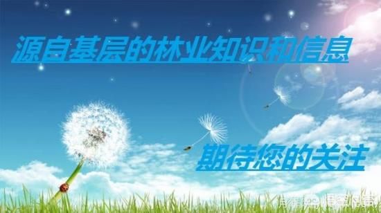 園林適合種植紅葉碧桃嗎？(圖5)