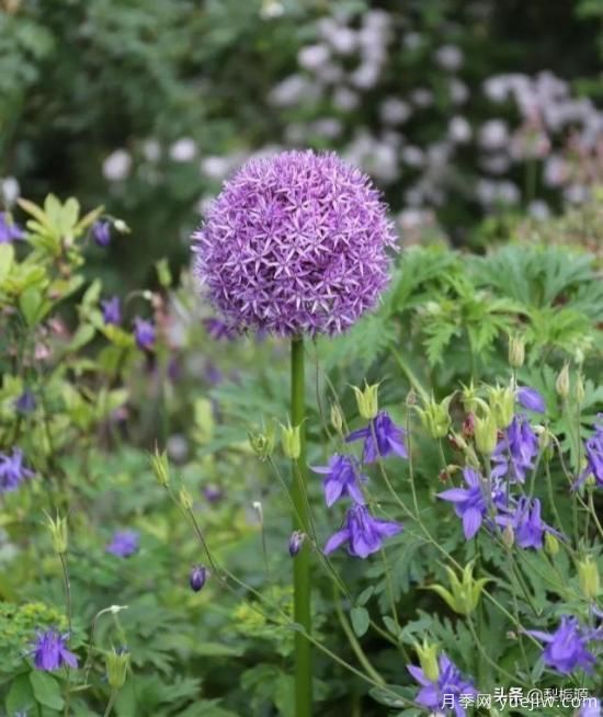 天津市哪賣(mài)月季花品種***多？(圖1)