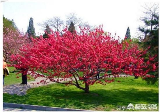 園林適合種植紅葉碧桃嗎？(圖1)