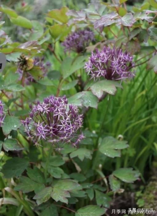 天津市哪賣(mài)月季花品種***多？(圖4)