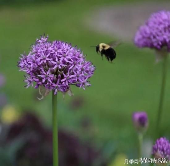 天津市哪賣(mài)月季花品種***多？(圖2)