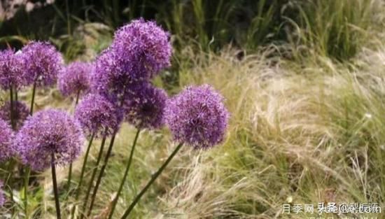 天津市哪賣(mài)月季花品種***多？(圖3)