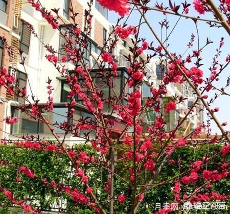 園林適合種植紅葉碧桃嗎？(圖9)