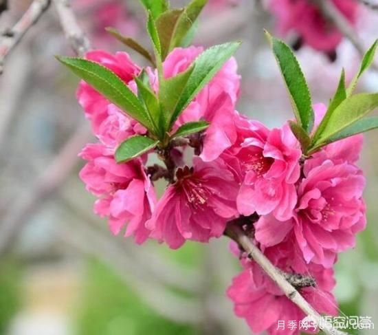 園林適合種植紅葉碧桃嗎？(圖6)