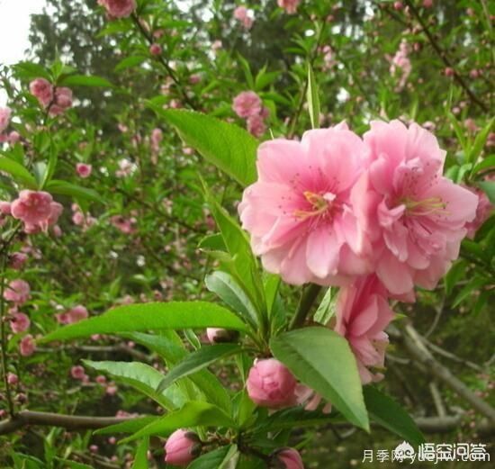 園林適合種植紅葉碧桃嗎？(圖10)