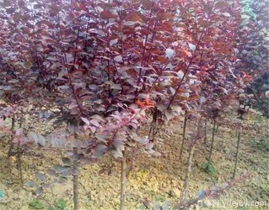紅葉李常見(jiàn)的病蟲害有哪些 如何防治紅葉李病蟲危害(圖2)