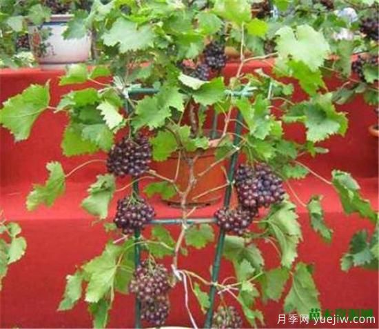 葡萄樹(shù)苗施什么肥好 葡萄樹(shù)苗幾月份移栽(圖3)