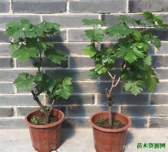 葡萄樹(shù)苗施什么肥好 葡萄樹(shù)苗幾月份移栽(圖2)