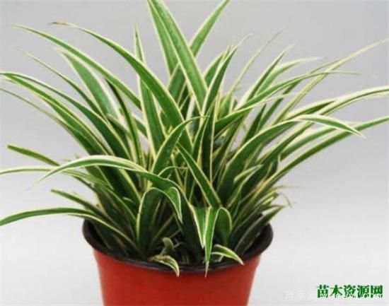 室內適合養(yǎng)的18種植物 室內植物管理要點(圖3)