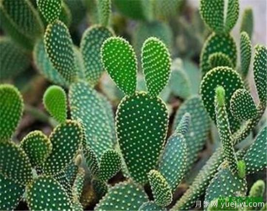 室內適合養(yǎng)的18種植物 室內植物管理要點(圖1)