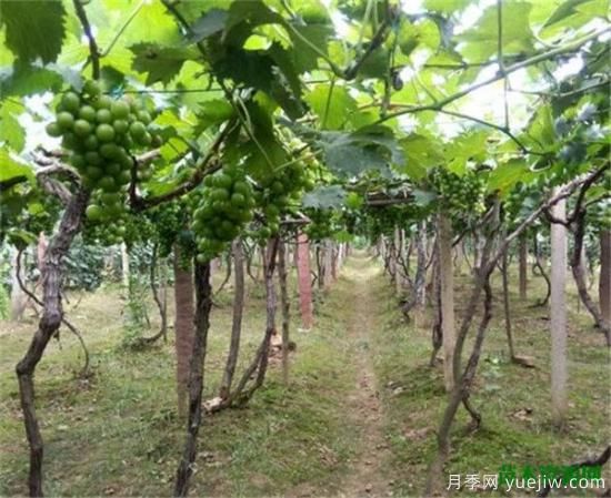 葡萄樹(shù)苗施什么肥好 葡萄樹(shù)苗幾月份移栽(圖1)