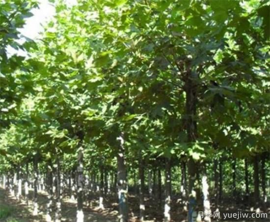 梧桐樹適合北方種植嗎 法國(guó)梧桐幾月份種植(圖1)