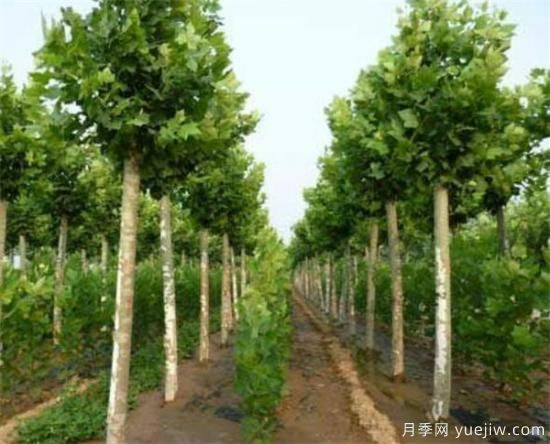 梧桐樹適合北方種植嗎 法國(guó)梧桐幾月份種植(圖2)