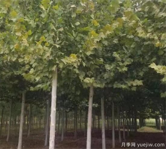梧桐樹適合北方種植嗎 法國(guó)梧桐幾月份種植(圖3)