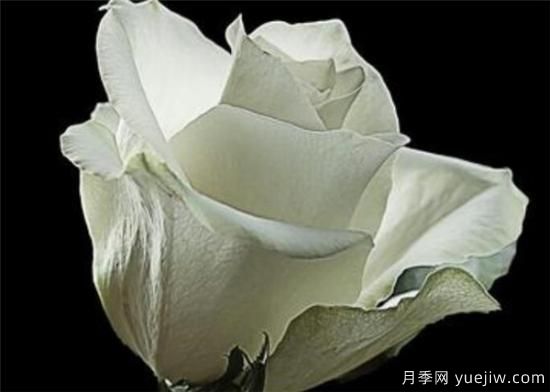 11朵、33朵、66朵白玫瑰代表的什么意思(圖3)