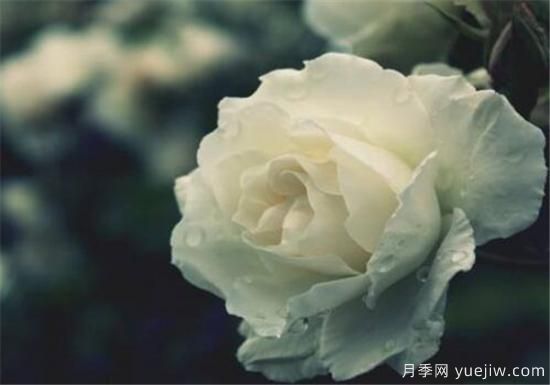 白玫瑰幾月份開花 白玫瑰的花語寓意(圖1)