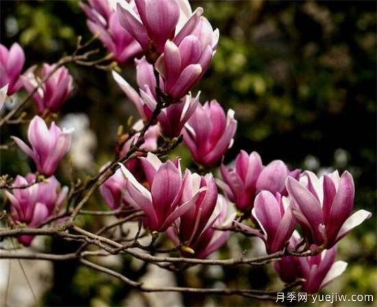 紫玉蘭小苗多少錢(qián)一棵？南陽(yáng)2、3、4公分紫玉蘭價(jià)格表(圖1)