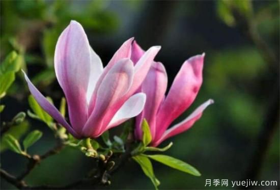 南陽(yáng)紫玉蘭近期價(jià)格 2021年紫玉蘭基地報(bào)價(jià)(圖2)