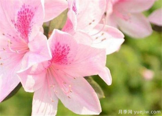 杜鵑花的品種有哪些 簡單為大家介紹幾種(圖3)
