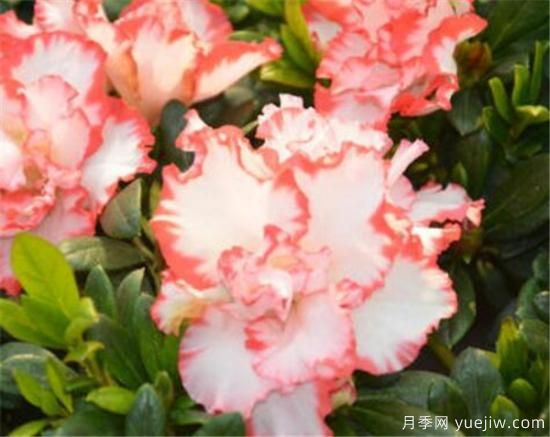 杜鵑花的品種有哪些 簡單為大家介紹幾種(圖2)