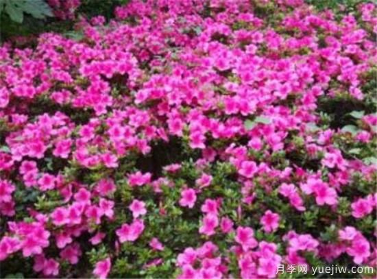 杜鵑花的品種有哪些 簡單為大家介紹幾種(圖4)