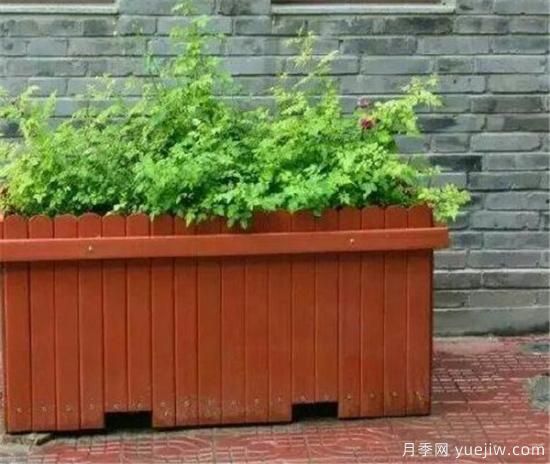 防腐木花盆優(yōu)缺點 防腐木花盆養(yǎng)花好嗎(圖2)