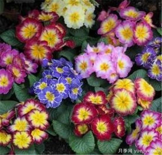 一二年生花卉的園林應(yīng)用特點(diǎn) 一年生花卉栽培管理技術(shù)(圖1)