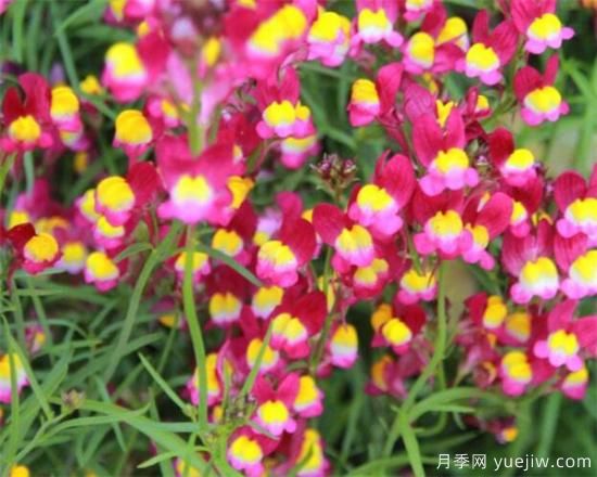 一二年生花卉的園林應(yīng)用特點(diǎn) 一年生花卉栽培管理技術(shù)(圖2)