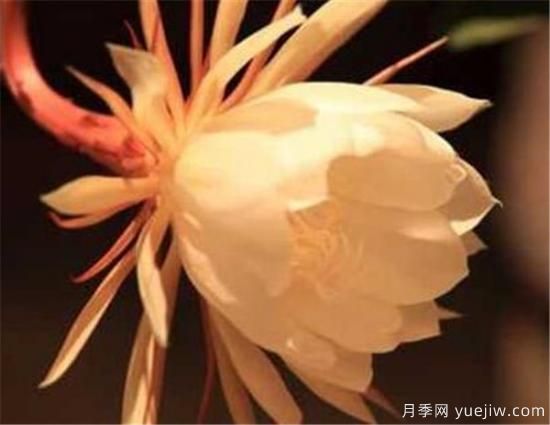 什么花語(yǔ)是想你了 什么花的花語(yǔ)是救贖(圖1)