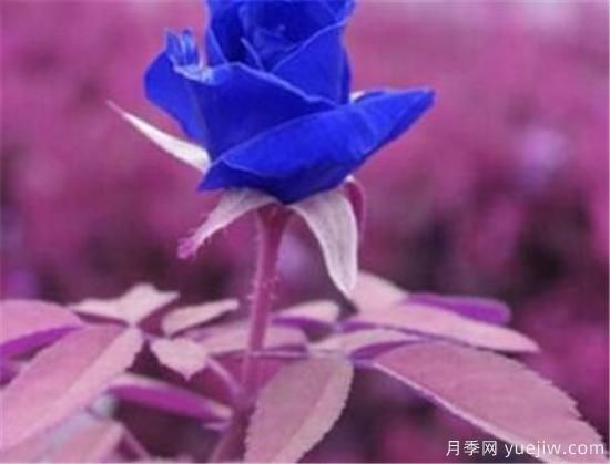 什么花語(yǔ)是想你了 什么花的花語(yǔ)是救贖(圖2)