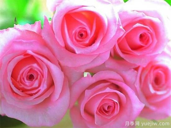 什么花語(yǔ)是想你了 什么花的花語(yǔ)是救贖(圖3)